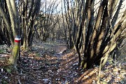 41 il 597 si inoltra nel bel bosco di carpini neri